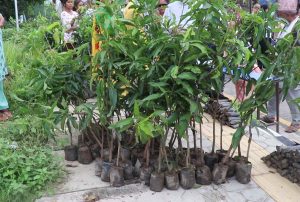 Read more about the article धनगढी उपमहानगरपालिका–५ द्धारा ‘हरियो वडा अभियान’ अन्तर्गत  प्रत्येक घरधुरीलाई २/२ विरुवा वितरण