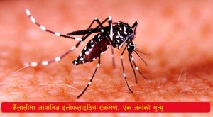 Read more about the article कैलालीमा जापानिज इन्सेफलाइटिस संक्रमण, एक जनाको मृत्यु