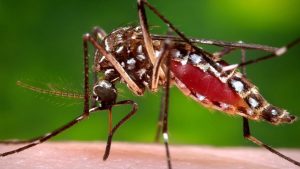 Read more about the article बझाङमा भारतबाट फर्किएका एक जनामा औलो संक्रमण पुष्टि