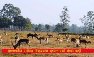 Read more about the article शुक्लाफाँटा राष्ट्रिय निकुञ्जमा कृष्णसारको सङ्ख्या बढ्दै