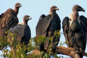 Read more about the article सुदूरपश्चिम प्रदेशमा गिद्धको सङ्ख्या विगतको तुलनामा क्रमशः बढ्दै
